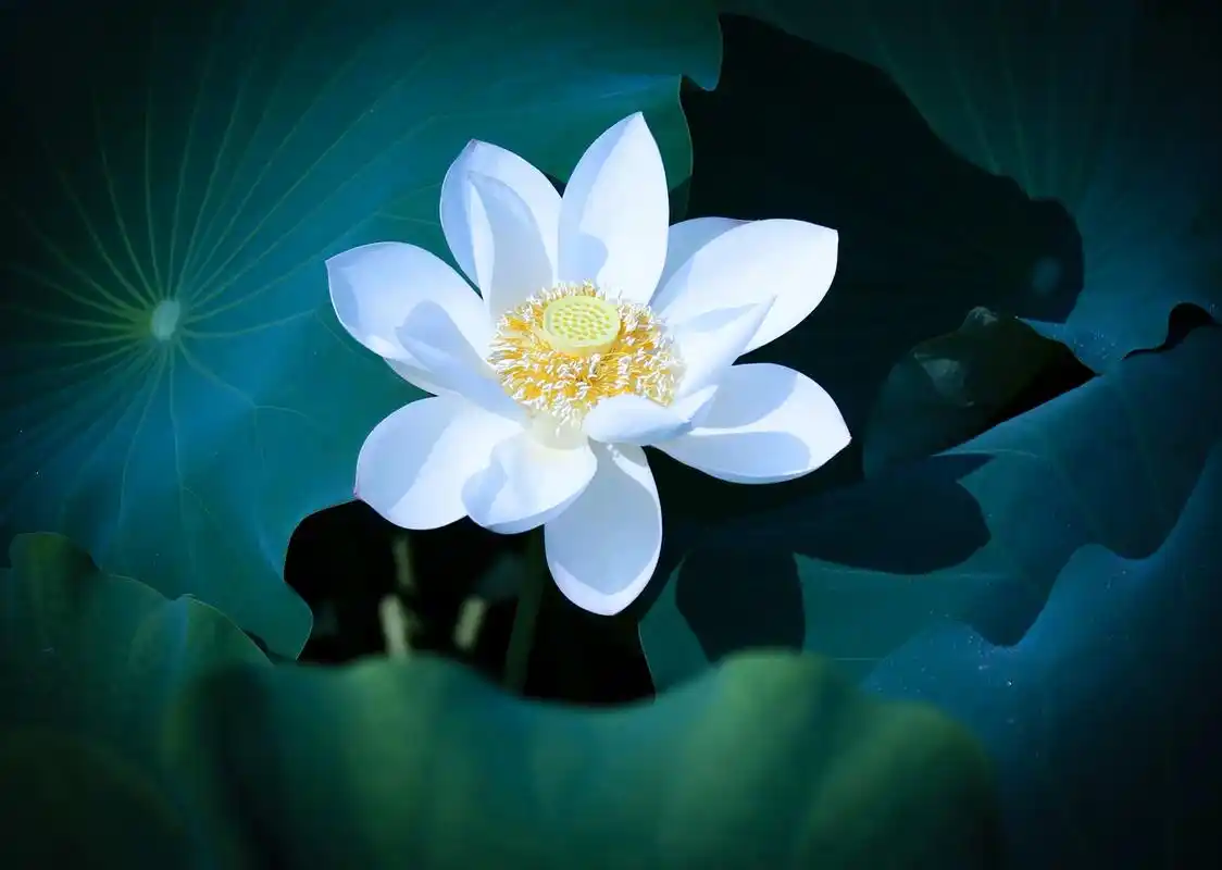 冰清玉洁白色的荷花用来洗涤内心是再适合不过的了.荷花的花语 - 抖音