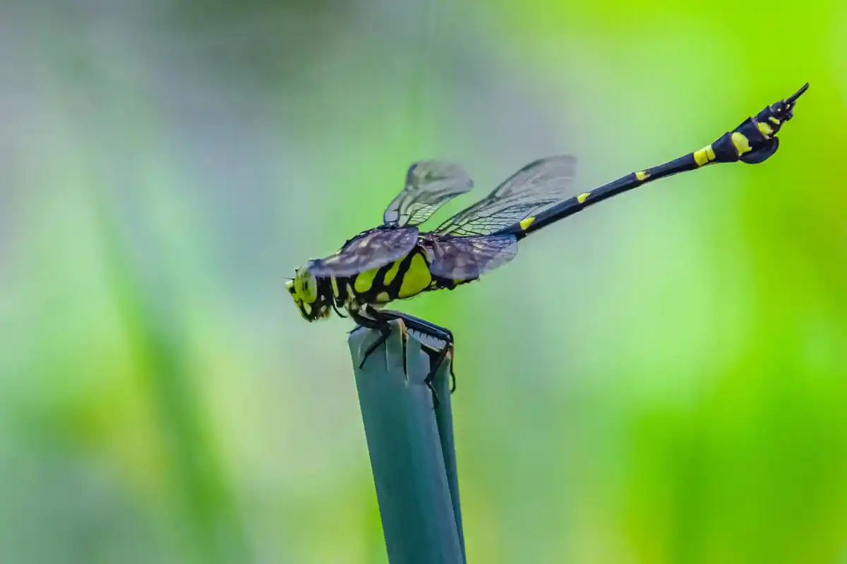 十分秋色不止于湖 大蜻蜓 #秋天色彩大赏 #分享一个摄影小 - 抖音