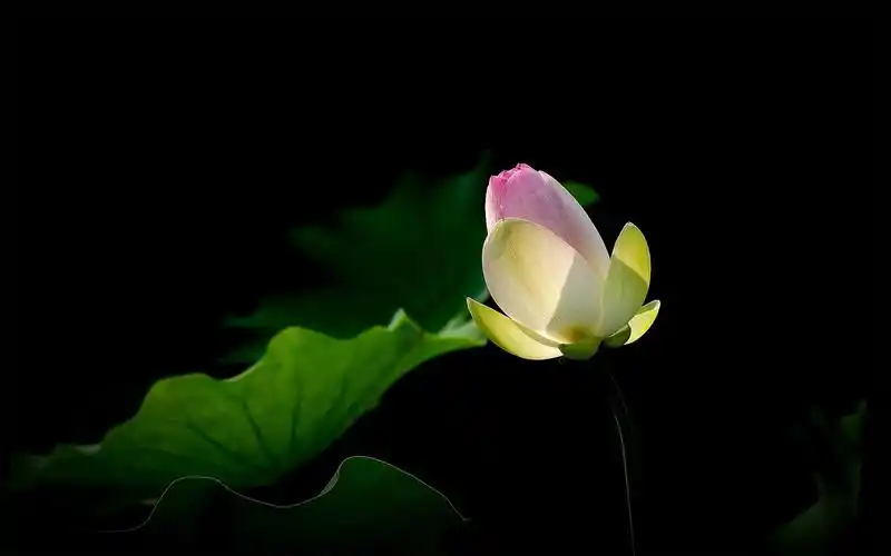 清新植物荷花绿色护眼桌面壁纸图片