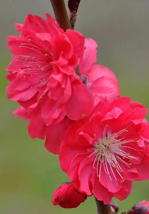 六十六种美艳大红花,祝福朋友们六六大顺,红红火火