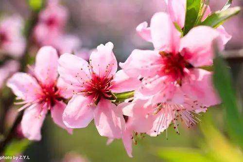 还是桃花_风景_poco摄影