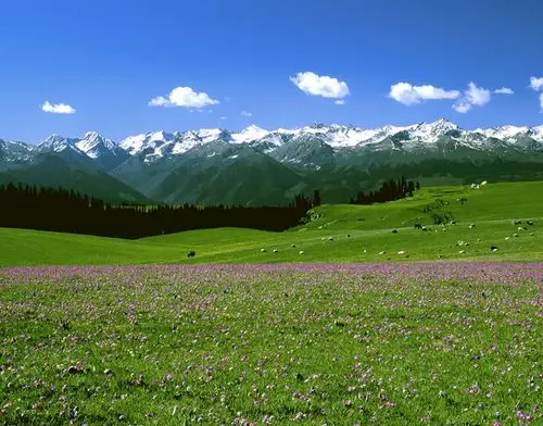 大美新疆伊犁最美的草原在这里五花草甸温泉飞瀑石林冰川