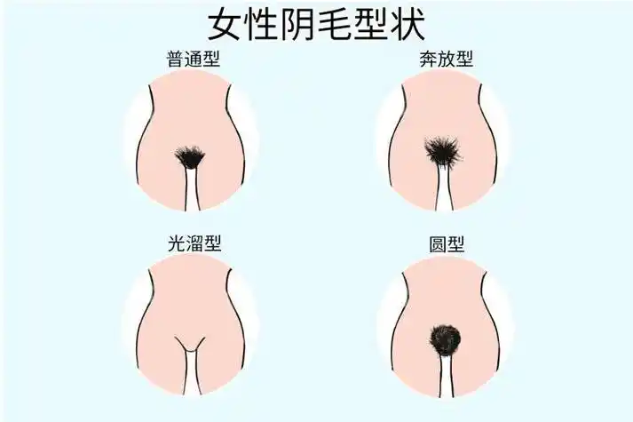 女性私处毛发的秘密,了解一下有好处_相关_因素_毛囊