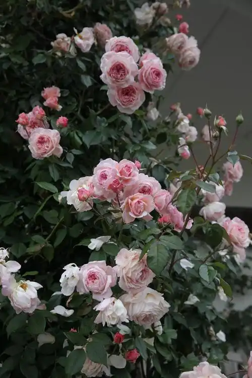 海妈花园访问2019英国奥斯汀玫瑰园朝圣之旅