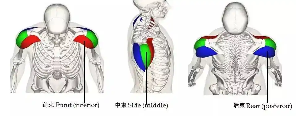 肩部三角肌带来宽厚视觉效果想要改善溜肩,还是得靠三角肌.