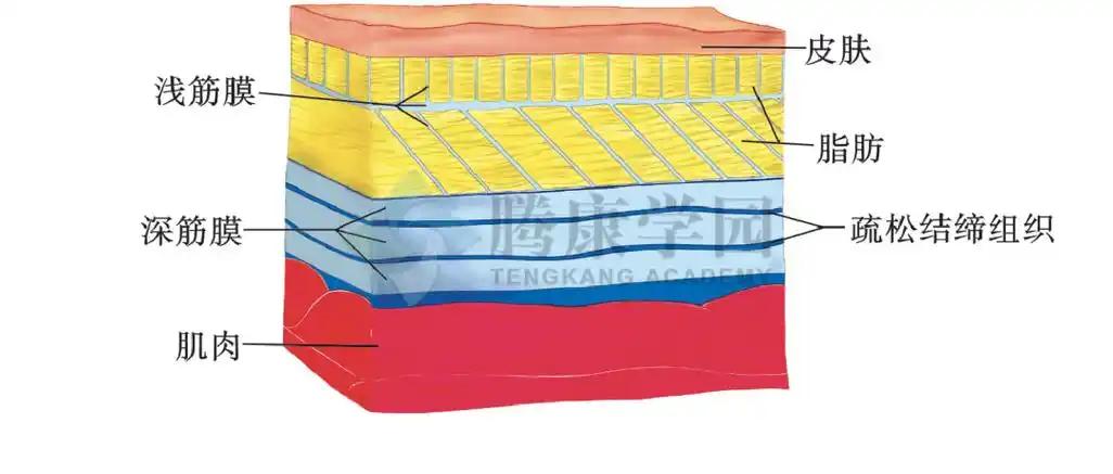 从筋膜看疼痛,什么是筋膜痛_结缔组织_疏松_皮肤