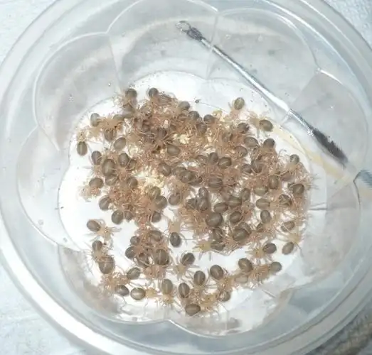 养蜘蛛四年多了,蜘蛛总算给我生小宝宝了