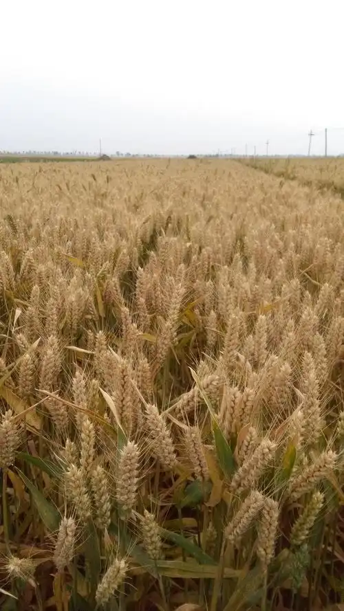 回农村老家感悟