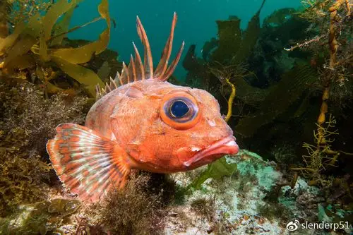 澳大利亚近海常见冷水特有鲉形目鱼类图集_物种