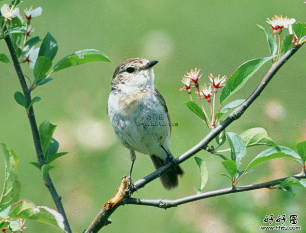 蓝蝶-幻影采集到壁纸. 动态