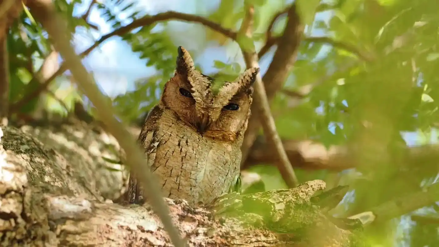 猫头鹰树皮色伪装.白天睡觉,深夜出动猎杀食物! - 抖音