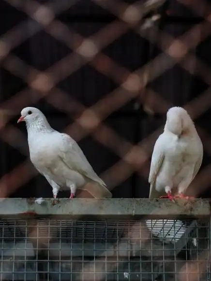 动物园笼子里羽毛漂亮的鸽子图片下载