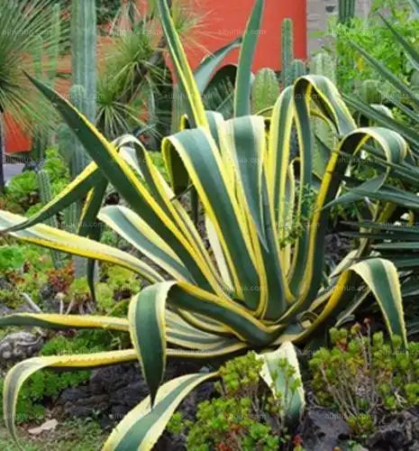 金边龙舌兰图片