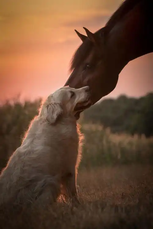 动物马和狗之间