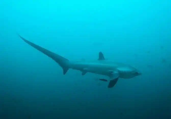 浅海长尾鲨(学名: i>alopias pelagicus /i>)是长尾鲨科,长尾鲨属鲨鱼