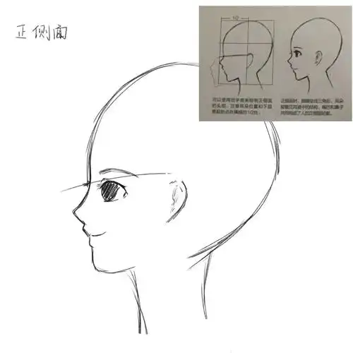 打卡学画画第3天正侧面