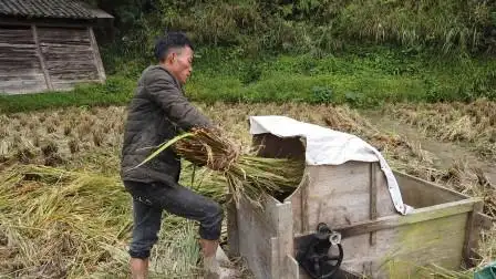 实拍农村脚踩打谷机,90后的还见过,现在太少见了