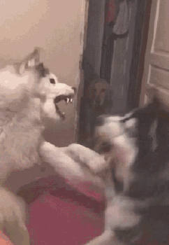 两二哈厮打出表情包金毛淡定吃瓜铲屎的憋笑拍照