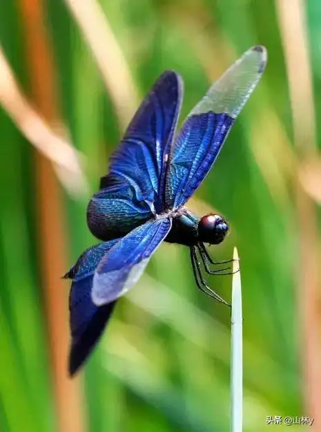 世界上最漂亮的蜻蜓,色彩斑斓,美极了!