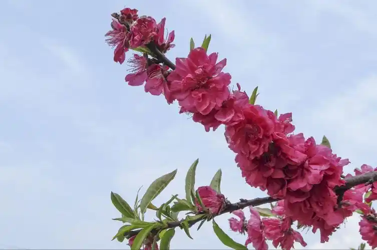 一串紧紧密密的桃花,红得喜人,放大来看,花瓣层层叠叠,甚是有味.