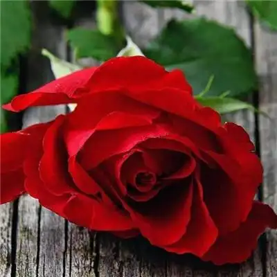 好看的玫瑰花头像图片大全 适合做头像的玫瑰花图片唯美_微信头像