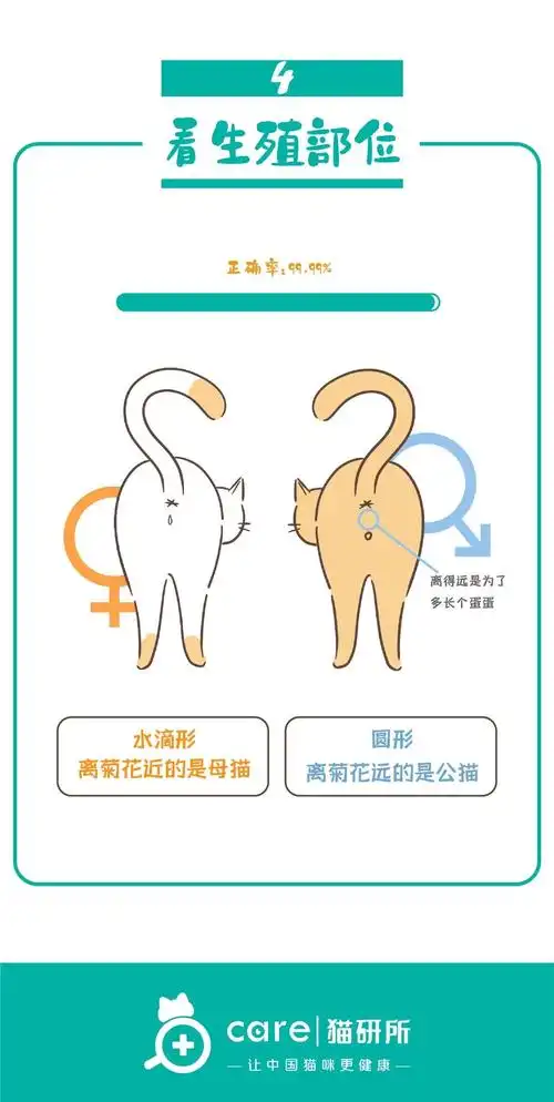 猫咪怎么看公母