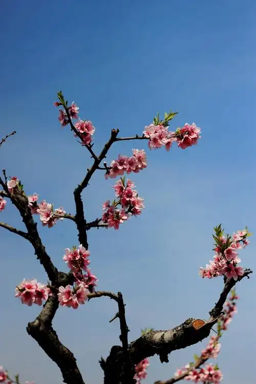 【桃花摄影图片】生态摄影_山水相依-青岛_太平洋电脑网摄影部落