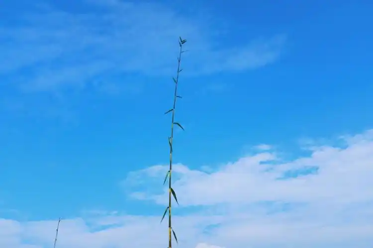 秋天的晴空,展开一片清艳的蓝色,清净了云翳,在长天的尽处,绵延着无边