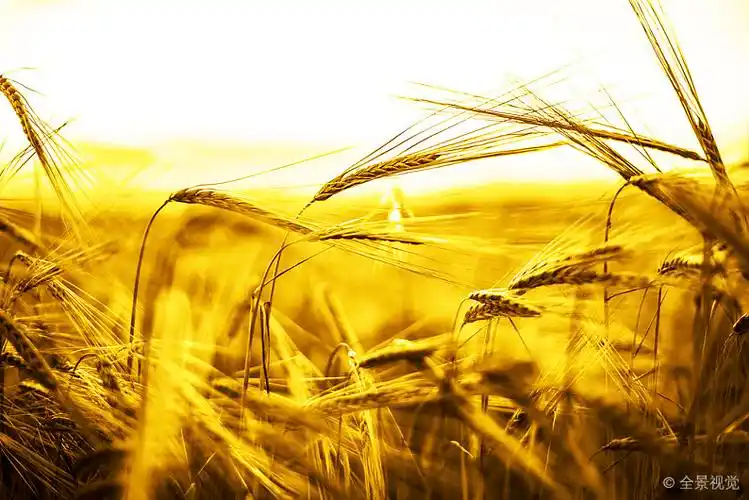 成熟_穗_黄色_小麦_麦田_日落_天空_背景_高清图片_全景视觉
