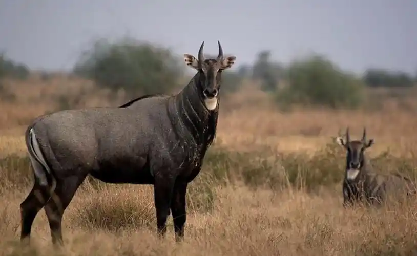 tragelaphus hippelaphus