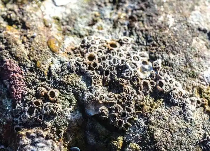 退潮后,岩石上露出的藤壶"村落"图片来源:冉浩摄