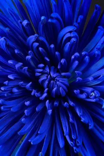 蓝色的菊花,花瓣 4k