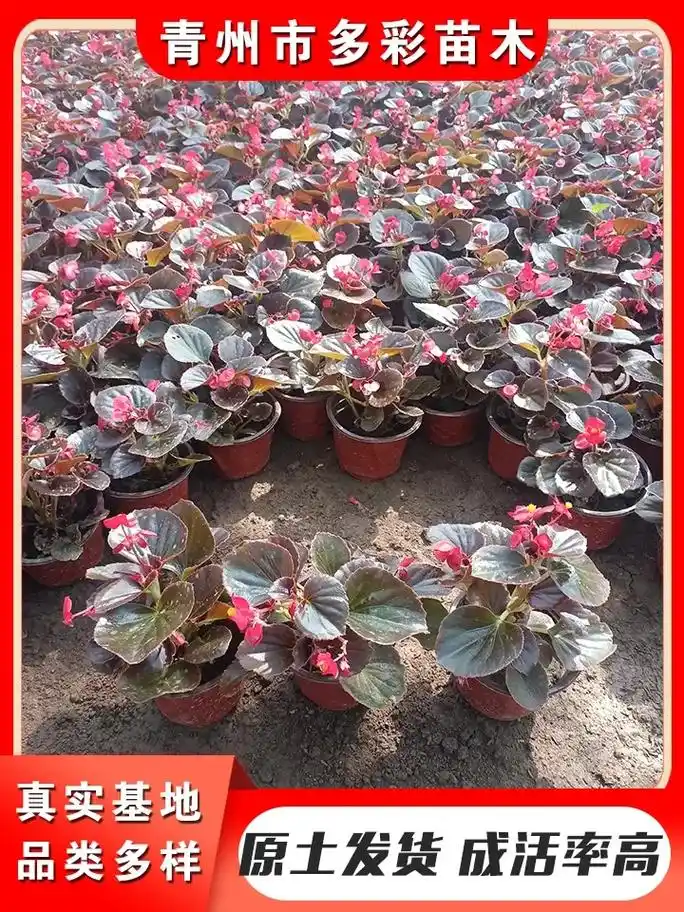 襄阳四季海棠报价,选多彩苗木种植场,品种多样,规格齐全,四季 - 抖音