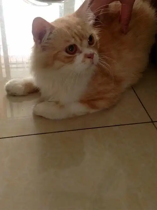 刚问清楚了,是蓝猫跟波斯猫的后代