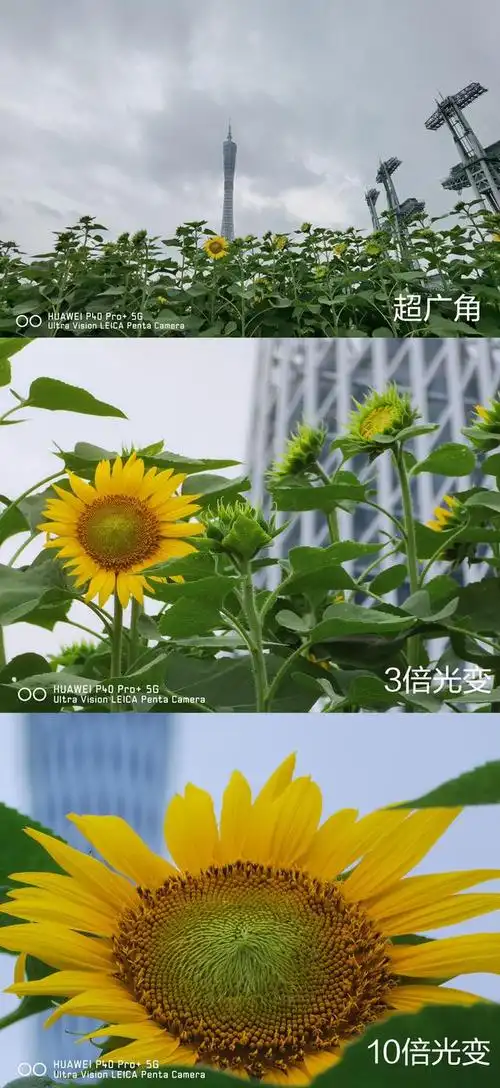华为p40 pro 评测:小伙用100倍变焦拍到1166米外精彩瞬间