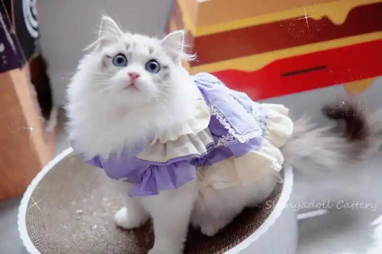 布偶猫找家海山双妹妹阿离找家啦78