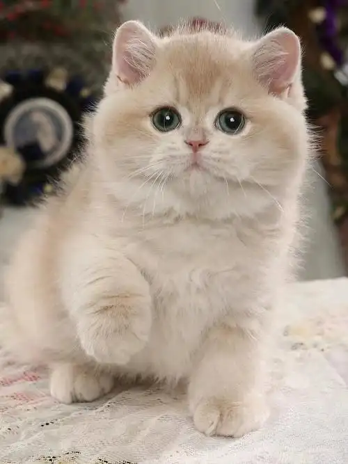 cy英短紫金渐层紫金影弟弟