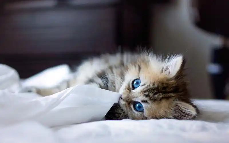 萌宠猫咪可爱动物高清电脑桌面壁纸