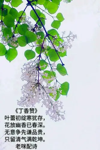 诗词 春花集·二 写美篇《丁香赞》为宅门子榭摄图配诗 叶蕾初绽寒