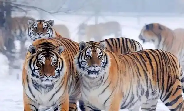 夏日的长白山中,四只老虎结伴逛大街,与车邂逅从容而去