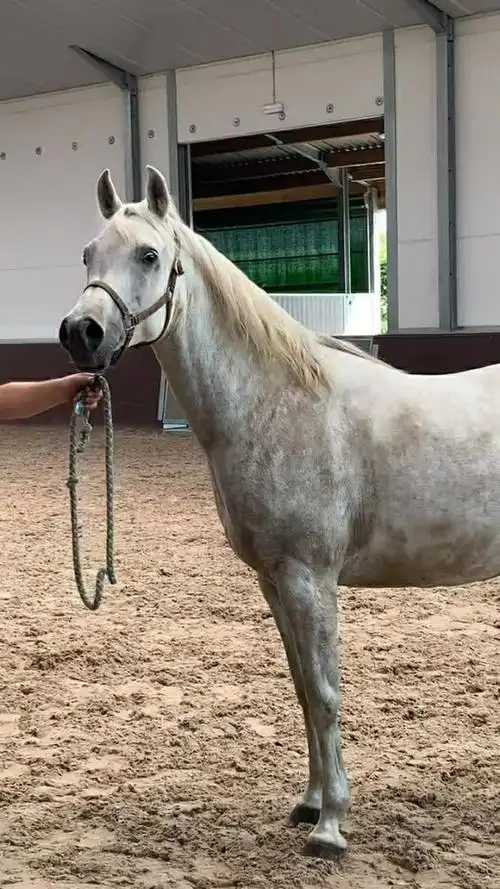 这匹马已经九岁了,长的特别的壮哦!