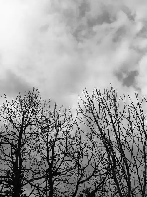 看久了彩色照之后突然看黑白照片觉得很有意境,而且黑白照随手一拍都