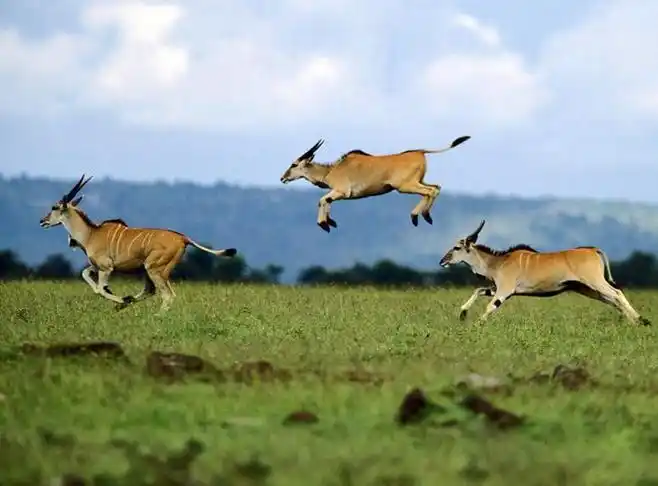 最震撼的奔跑:非洲野生动物大迁徙