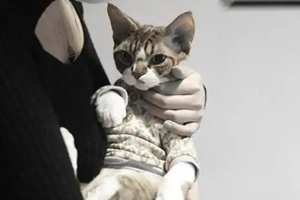 "哈喽大家好,我是你们的好朋友,宠物达人奇趣喵喵酱.