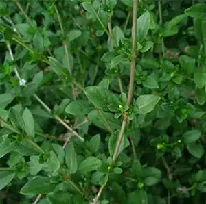 白马骨的功效与作用-图片-禁忌-乡间郎中