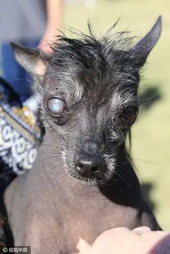 慎入!关于丑狗大赛,安利下冠毛犬