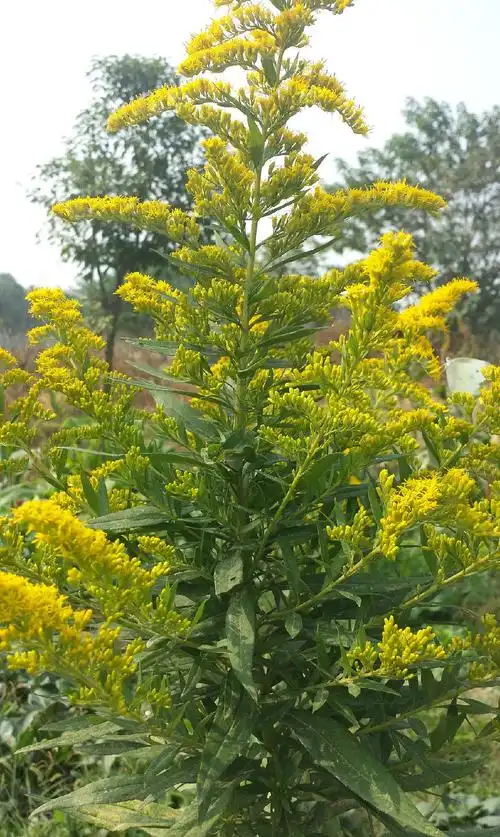 黄莺(植物)菊科观赏植物,加拿大一枝黄花的别名,是一种常见的鲜切花