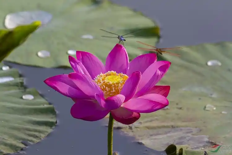 荷花与蜻蜓