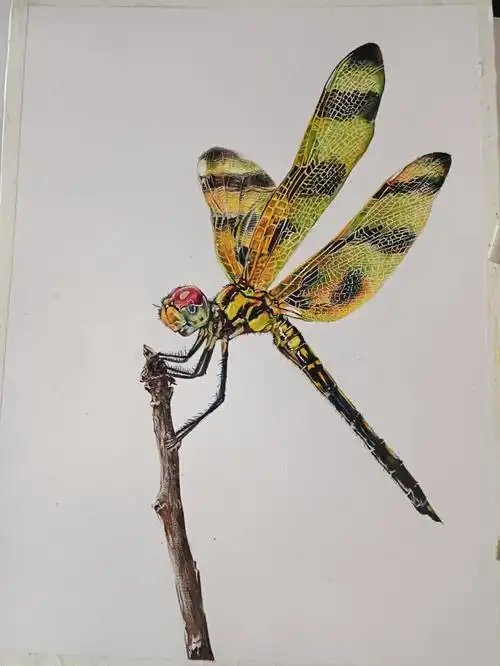 彩铅 #昆虫 ,临摹的一张蜻蜓照片,原图放在结尾啦[握手r]