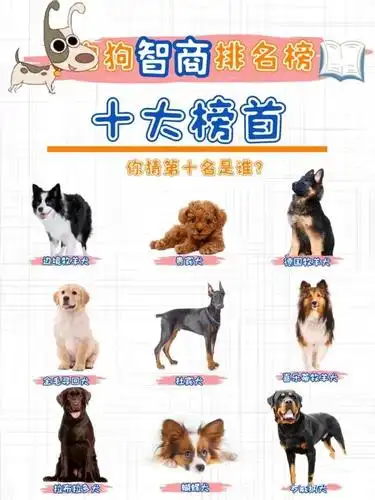 狗狗智商排行榜前十,有你家狗子吗?